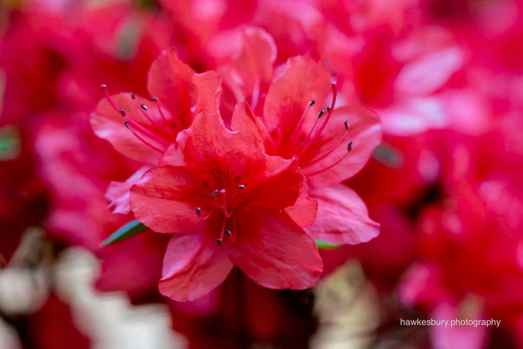 Leura Garden Festival & Anvil Rock Lookout